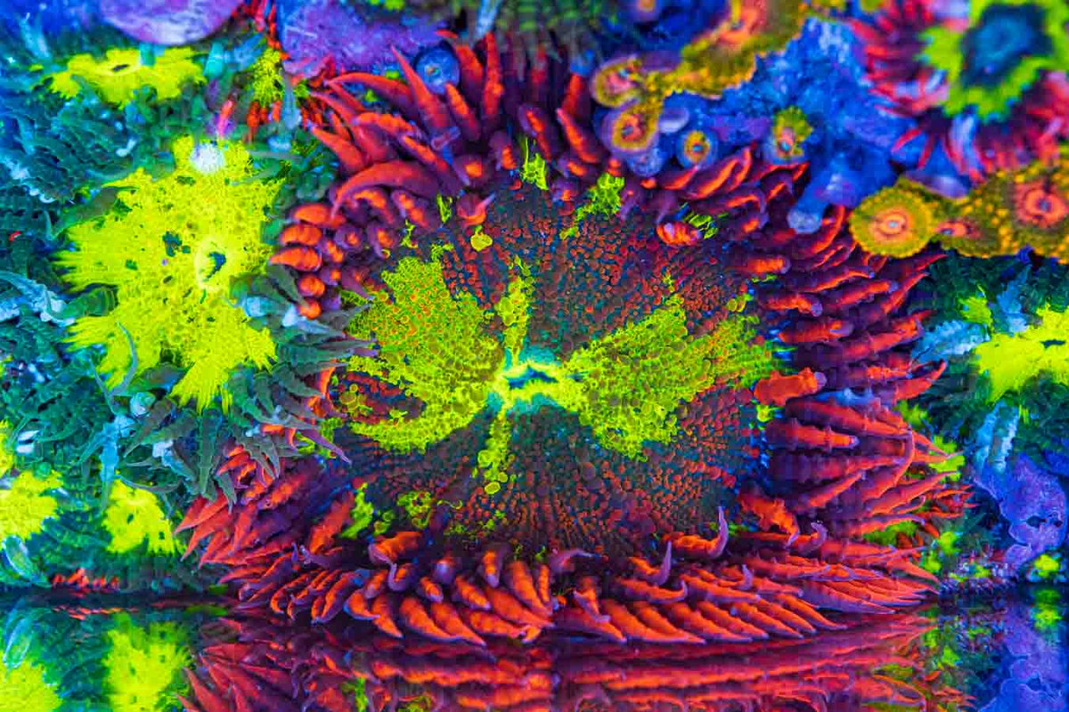 World Wide Corals tweet media