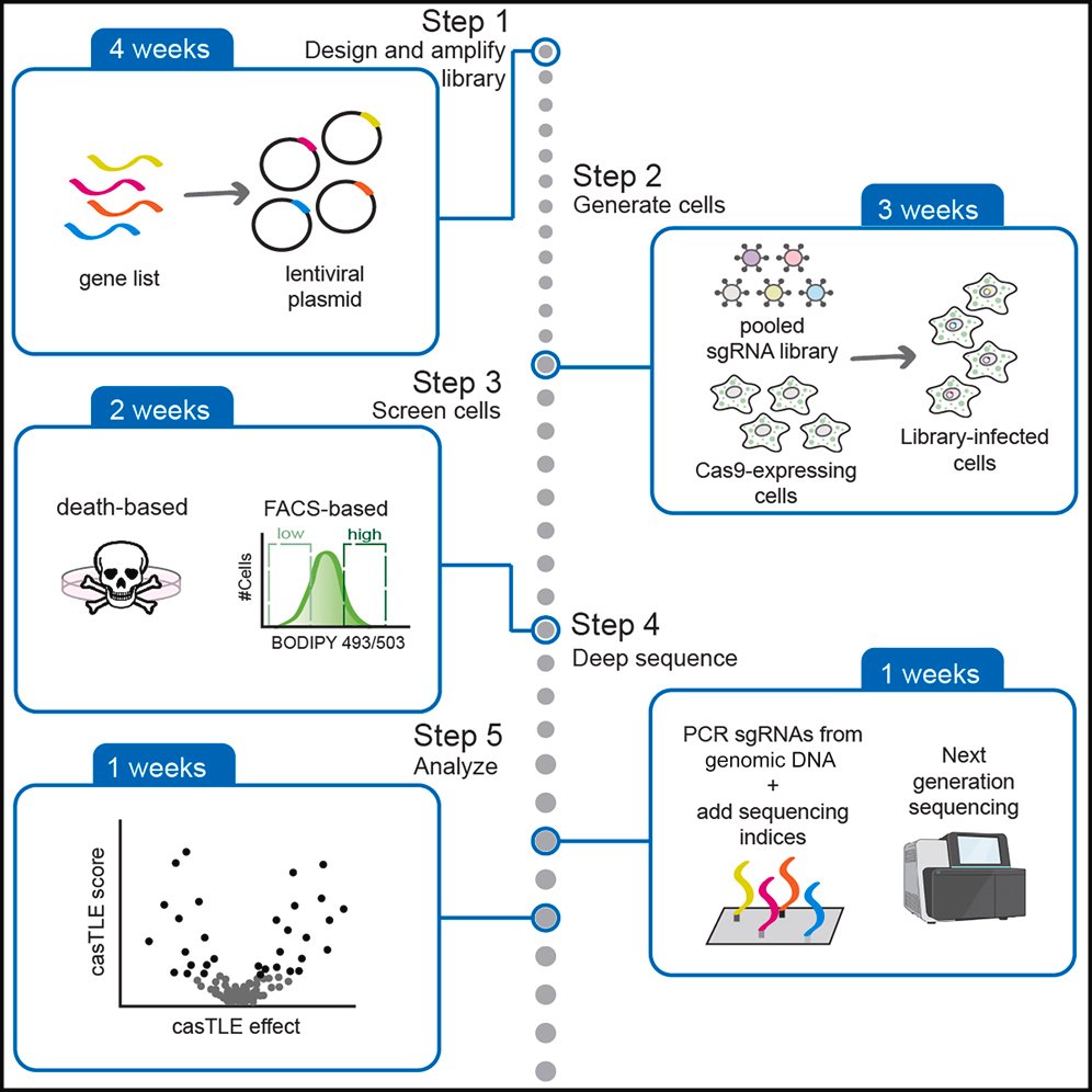 James Olzmann (@olzmannlab) on Twitter photo Interested in performing a pooled #CRISPR screen?
Check out our new <a href="/STARProtocols/">STAR Protocols</a> w/ detailed step-by-step methods, from design to screening to analysis. Terrific work from <a href="/ZhipengLi2718/">Zhipeng Li</a> <a href="/Mel__Roberts/">Melissa Roberts</a> <a href="/alymathiowetz/">Alyssa Mathiowetz</a> @DavidMorgens star-protocols.cell.com/protocols/2569 Interested in performing a pooled #CRISPR screen?
Check out our new <a href="/STARProtocols/">STAR Protocols</a> w/ detailed step-by-step methods, from design to screening to analysis. Terrific work from <a href="/ZhipengLi2718/">Zhipeng Li</a> <a href="/Mel__Roberts/">Melissa Roberts</a> <a href="/alymathiowetz/">Alyssa Mathiowetz</a> @DavidMorgens star-protocols.cell.com/protocols/2569