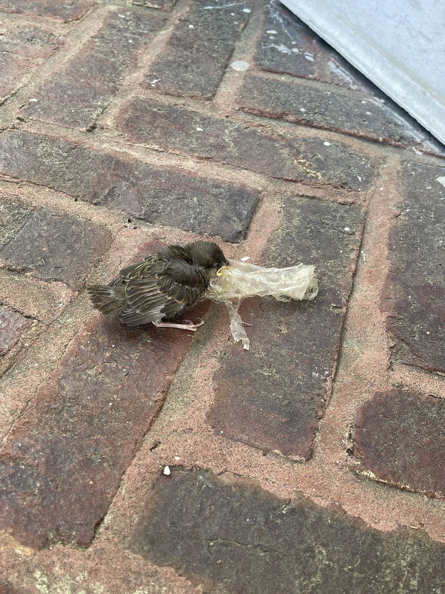 I tried saving a baby bird with a long piece plastic stuck down his throat. I was able to get it all out but he was already struggling to breath when I was trying to help him. He died after I took the plastic out 😞😞😞

Please #dontlitter - You’re literally killing our wildlife