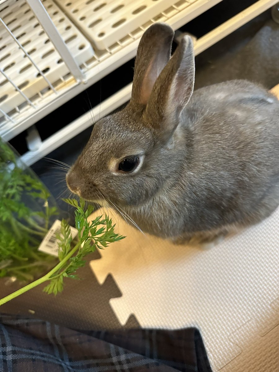 usako0812w's tweet photo. うさ子はペットショップ東葛 南増尾店で飼いました。
うさ子は2022年7月上旬産まれのミニウサギです。
うさ子の姉妹もうさ子とそっくりでした😁
うさ子の姉妹とまた出会える時が来るかな🤔
#うさぎ https://t.co/3hUCUQnHua