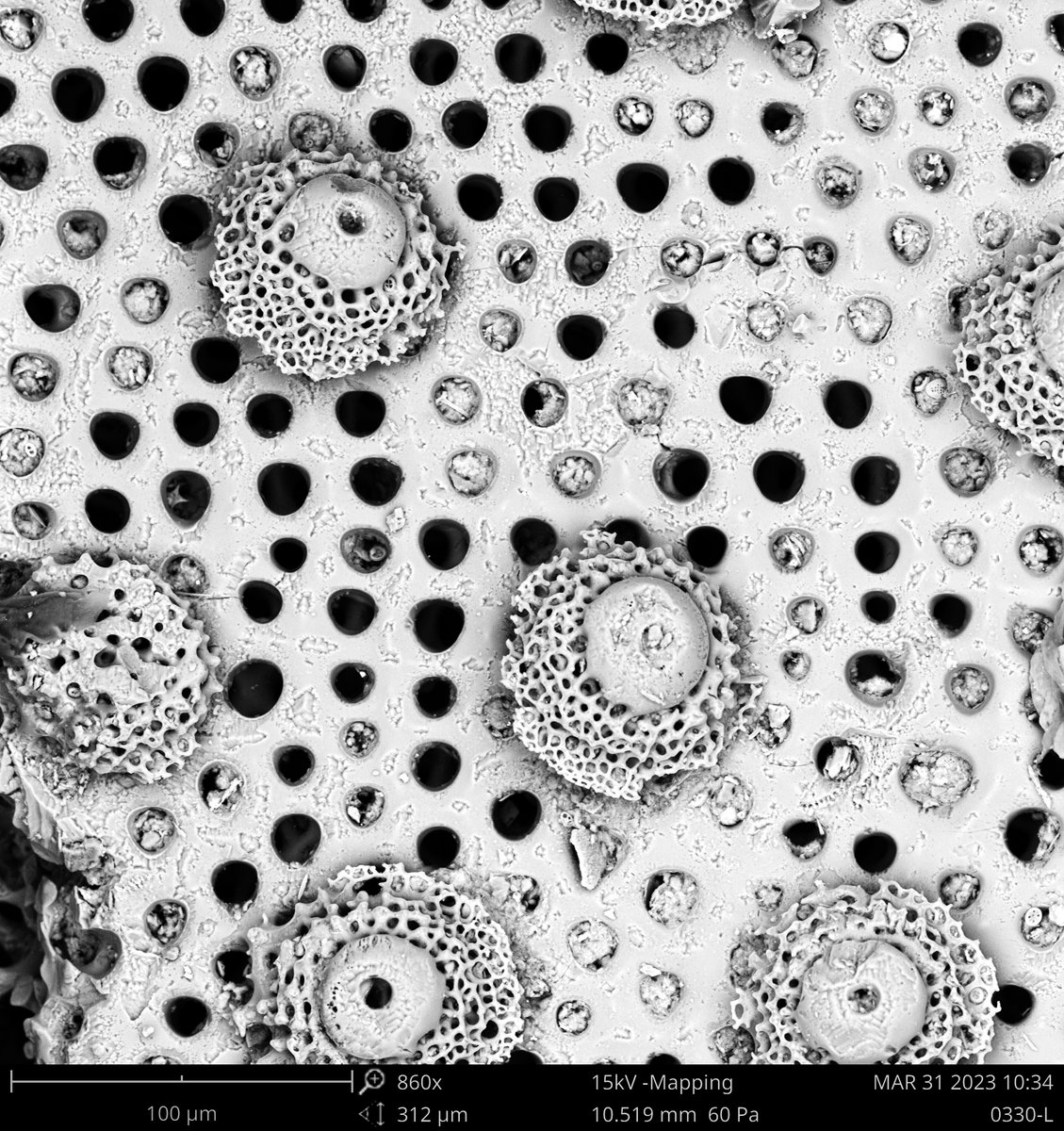 Sumrall_Lab's tweet image. Looking for brittle star ossicles in the Cretaceous Coon Creek Fm. famed for outstanding preservation.  No brittle stars - yet - but the echinoderm preservation is stunning.  This is a fragment of a heart urchin and the stereom is not per mineralized.#Echinoderms #FossilFriday