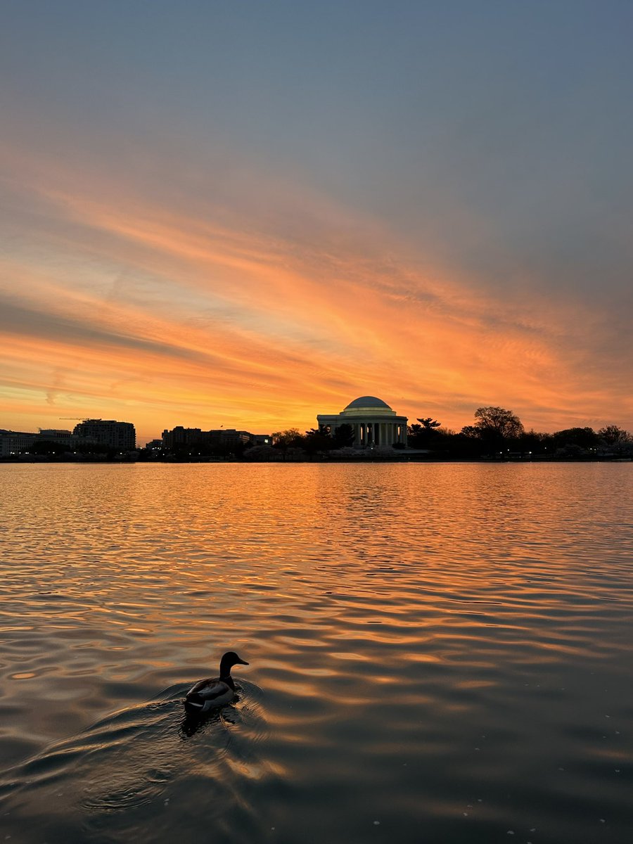 kstansbu's tweet photo. DUCK!  It’s the sunrise at the tidal basin.  @capitalweather #Sunrise #JeffersonMemorial #WashingtonDC #Ducks https://t.co/I3p2UGjYuh