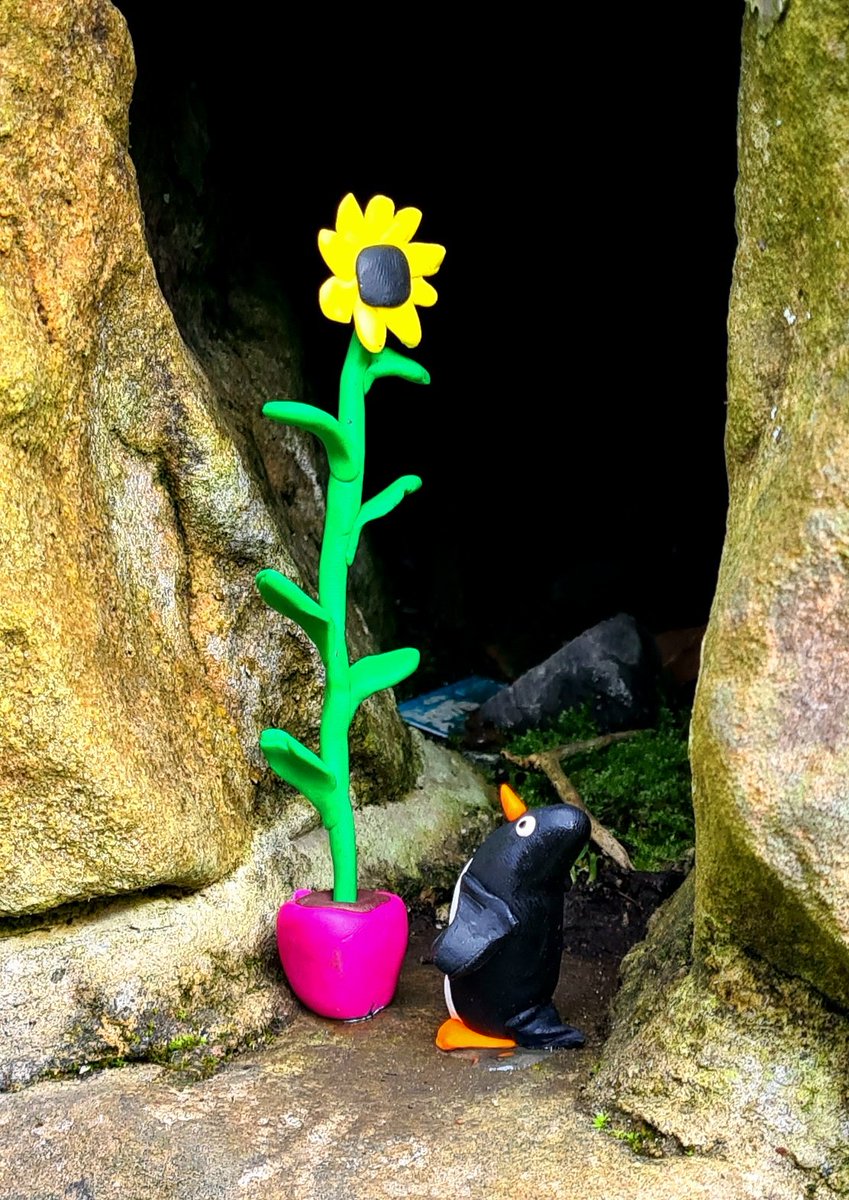 Mum's been trying her flipper at growing things since we moved to Glasgow. I think she must be getting the hang of it because this sunflower's huge already!

#glasgow #letitgrow #sunflower #penguins #gardening #growyourown #streetart @BBCRadio2 #glasgowstreetart #penguinpower