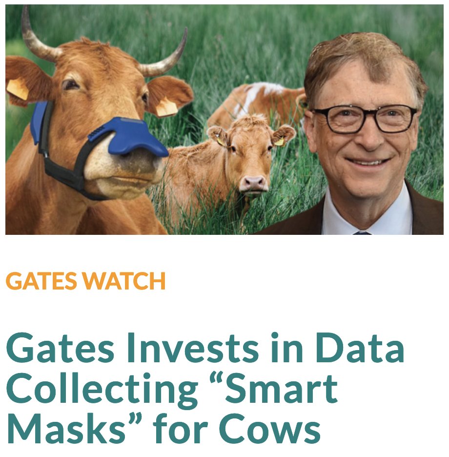 OrganicConsumer's tweet photo. Just when you thought Bill Gates’ plans for world domination couldn’t get any crazier ➡️ https://t.co/VwXhT5a4GG

“The Bill & Melinda Gates Foundation this month awarded a $4.8 million grant to a company that sells “smart” face masks for cows.

ZELP, which stands for Zero Emissions Livestock Project, claims its artificial intelligence (AI) mask technology for livestock will reduce methane emissions — considered to be a main greenhouse gas — and curb climate change.

Cows and other ruminant animals emit methane in the process of digesting their food.

The mask goes around the cow’s head and captures the methane gas exhaled by the animal, oxidizing it and then releasing it into the air as carbon dioxide and water vapor, according to ZELP.

It also has sensors that continuously collect millions of data points on the animals that are processed by machine learning algorithms.

‘Our AI is trained to detect heat, flag welfare conditions, and identify the most efficient animals with a high-level of accuracy,’ ZELP said.

But critics, including third-generation farmer Howard Vlieger, said the Gates-funded venture is illogical and driven by greed.

Vlieger, who advises crop and livestock farmers across the U.S., said, “This is what you would get when you combine greed and stupidity.”

Commenting on the news, Will Harris — a fourth-generation regenerative farmer who runs his family’s farm White Oak Pastures, told The Defender all he could say was, “Surely this is a hoax.”

Critical Sway, a researcher and investigator, tweeted, “You couldn’t make this stuff up. … We’re living in ridiculous times my friends.”