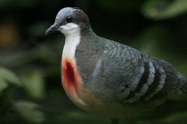 mike_boreas's tweet photo. Luzon bleeding-heart, Gallicolumba luzonica. https://t.co/nTjsh869VZ