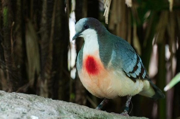 mike_boreas's tweet photo. Luzon bleeding-heart, Gallicolumba luzonica. https://t.co/nTjsh869VZ