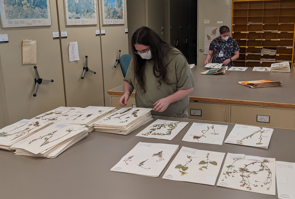 Curatorial Staff are busy sorting Asters this #FloraFriday morning! #HerbariumLife #CollectionsAreImportant