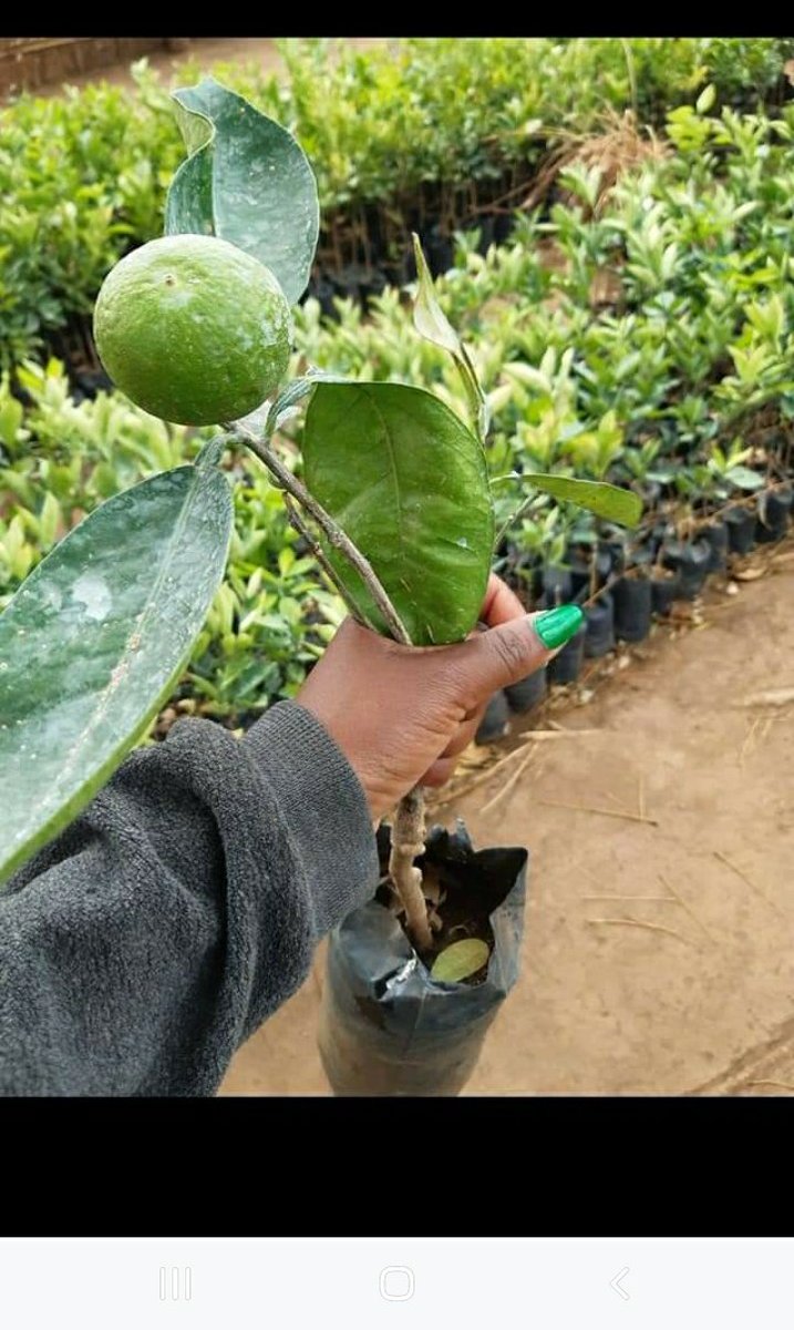 Ealry maturing fruit trees for sale @FarmsPikho Mangoes Orange Grape vines Dwarf pawpaws Hass avocado Plums Peach Banana suckers and many more Our nursery is in Lilongwe near Chitedze research and Mzuzu WhatsApp 0888160201 📞 0993711633