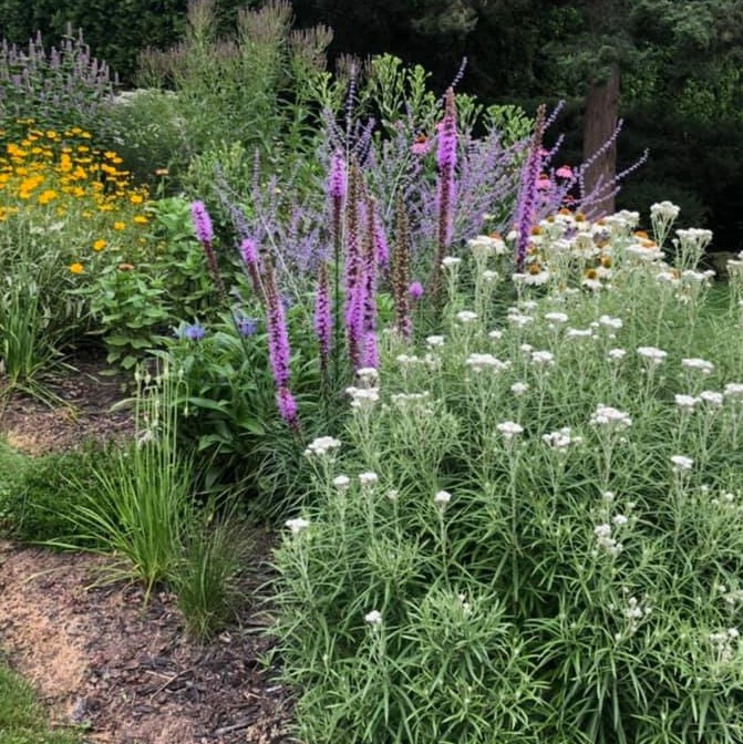 We are now accepting applications for 2023 garden stewards! 

If you live in Mississauga and would like to receive 50 FREE native plants for a boulevard garden you can submit an application here: bloomingboulevards.org/get-a-garden

Please share to help us get the word out!