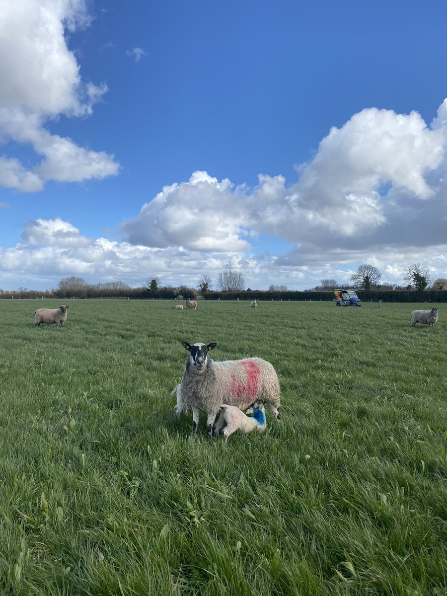 And they’re out! After a busy lambing period here at <a href="/ucdlyonsfarm/">UCD Lyons Farm</a> the ewes and lambs are out to pasture. Looking forward to this years grazing trial as part of the <a href="/Multi4More/">Multi4More</a> project where I will be assessing the impact of sward type on sheep performance and methane emissions