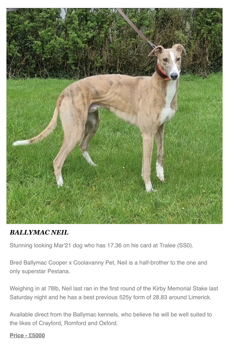 Greyhound Trader on Twitter "A couple of greyhounds that are newly