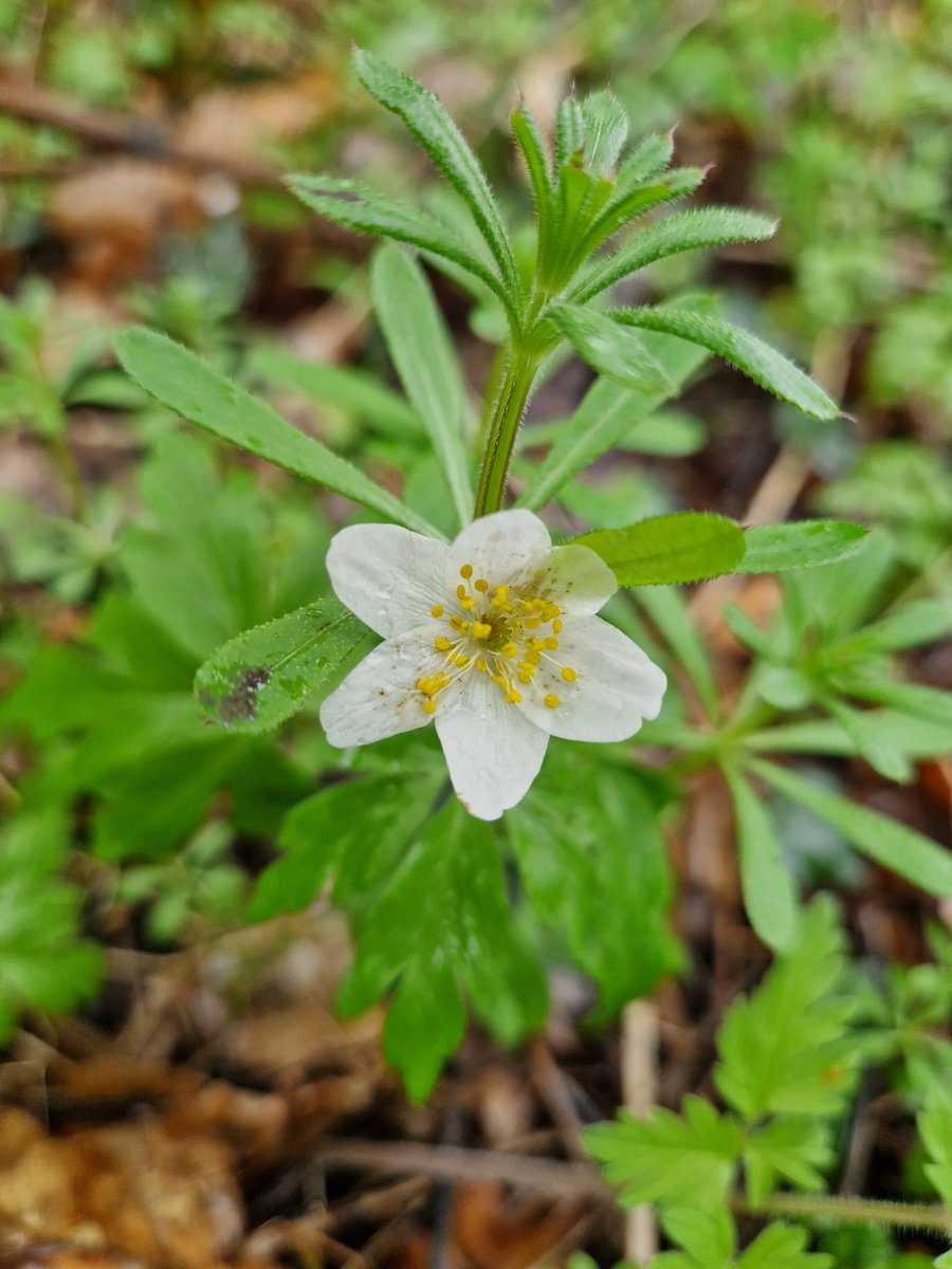 Day 274 of my 365 Nature Photo Challenge and a bit of Friday wisdom for you 
 
Keep your friends close  and your anemones closer 🤗
#365DaysWild <a href="/Nottswildlife/">Nottinghamshire Wildlife Trust</a>
<a href="/WildlifeTrusts/">The Wildlife Trusts</a>