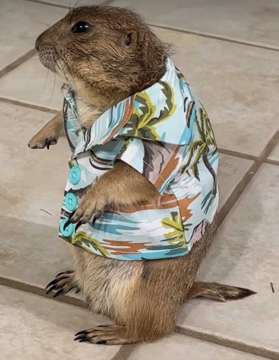 Voyager_Dos's tweet photo. Cuando me piden que prenda mi cámara y yo ya llevo 2 horas esperando mi maleta en el aeropuerto de Cancún: https://t.co/JY2cbdkM4V
