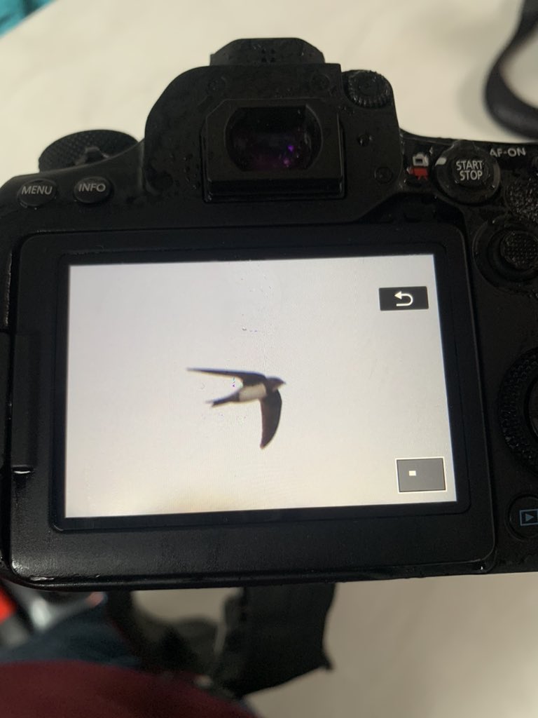 Weekendbirder's tweet image. 