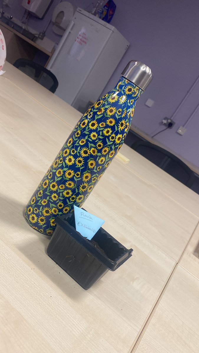 Ready to plant my little babies for the <a href="/StNiniansLfS/">SNHS LfS</a> Sunflower Showdown 🌻 #stWINians