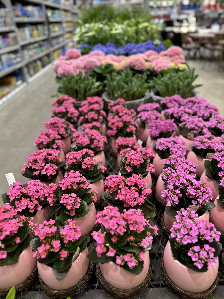 Spring is right around the corner!! We’re excited to see the colors begin to come in!!🌸💐🌺🌼 <a href="/charlesatlowes/">charlesatlowes</a> @AlexStempovschi <a href="/Lowes/">Lowe's</a> @AprilCASM