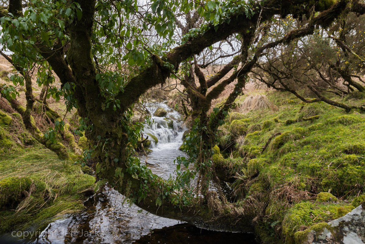 Photos from a few days ago of part of #Henchertraw #RedBrook #Dartmoor. #DartmoorPhotographer #Devon #DevonPhotographer