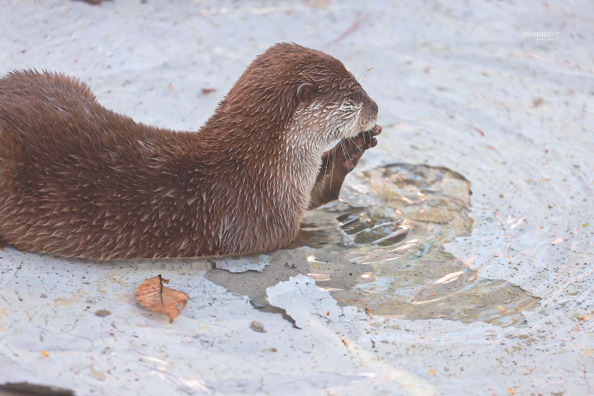 SWIMMING🦦 tweet media