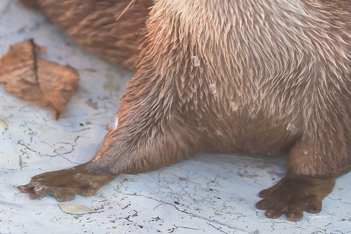 SWIMMING🦦 tweet media