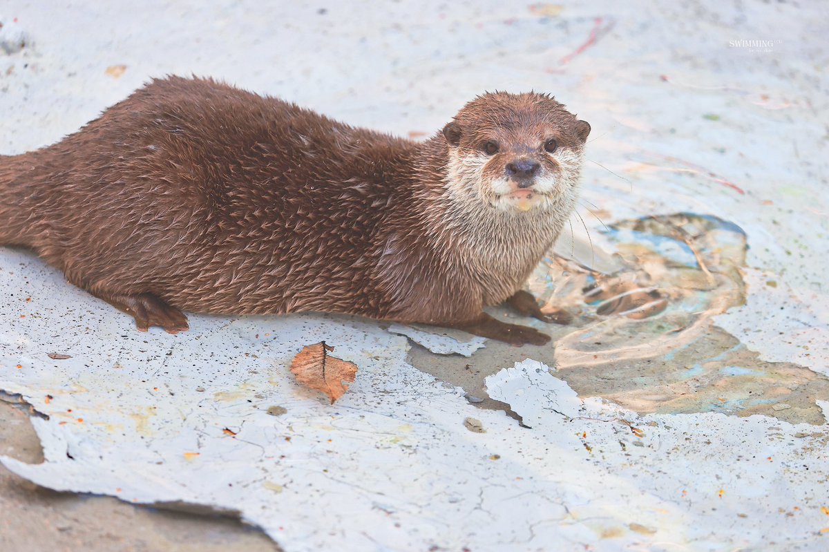 SWIMMING🦦 tweet media