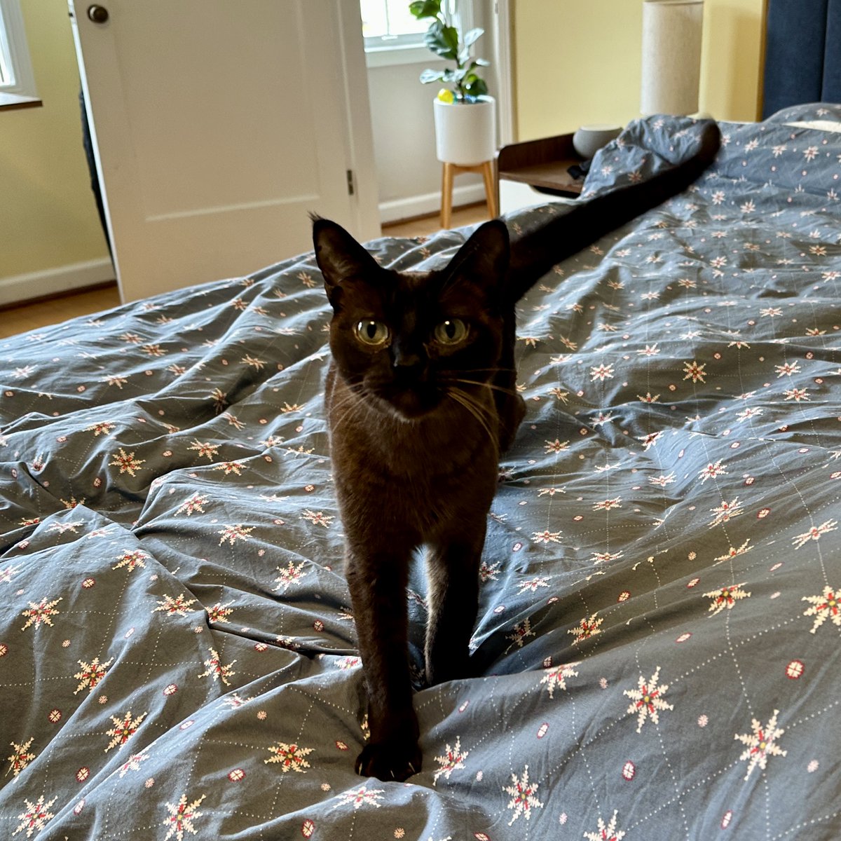 beer_scholar's tweet photo. Who else is going to see the D&amp;D movie this weekend? Also, if your beer smells like puke you CAN send it back! Finally, bask in the glory of my neighbor's cat, Beanie, who enjoys coming in through our window for treats and naps. - https://t.co/zRDQ8GIVxl https://t.co/0LWvwmDJZW