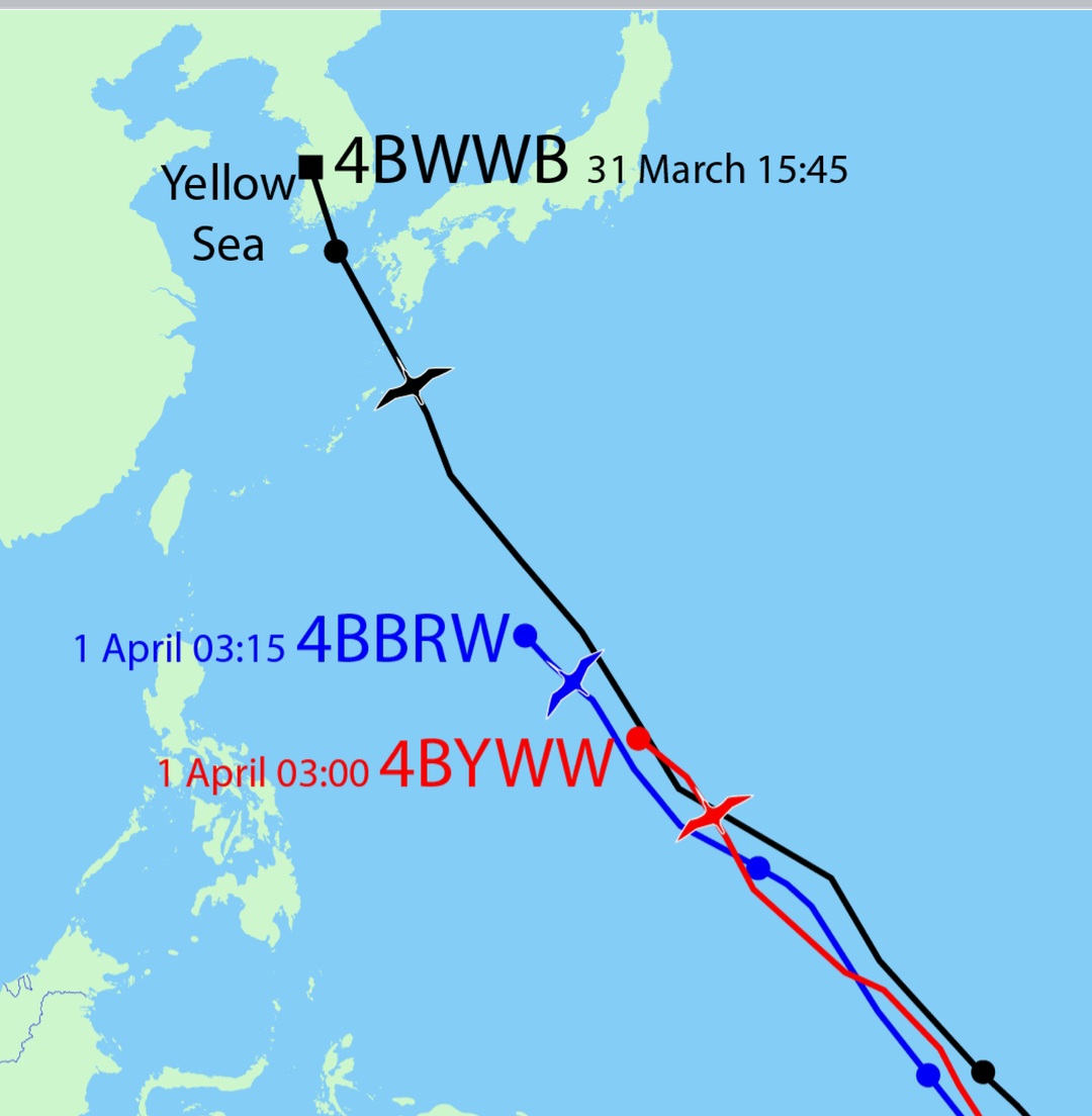4BWWB now 3966 km. Looks like she left Miranda around the 28th March. Photo of her last 3 migrations. She breeds on the North Slope and stages in the same place as 4BBRW. Looks like she's just a few days behind her usual.