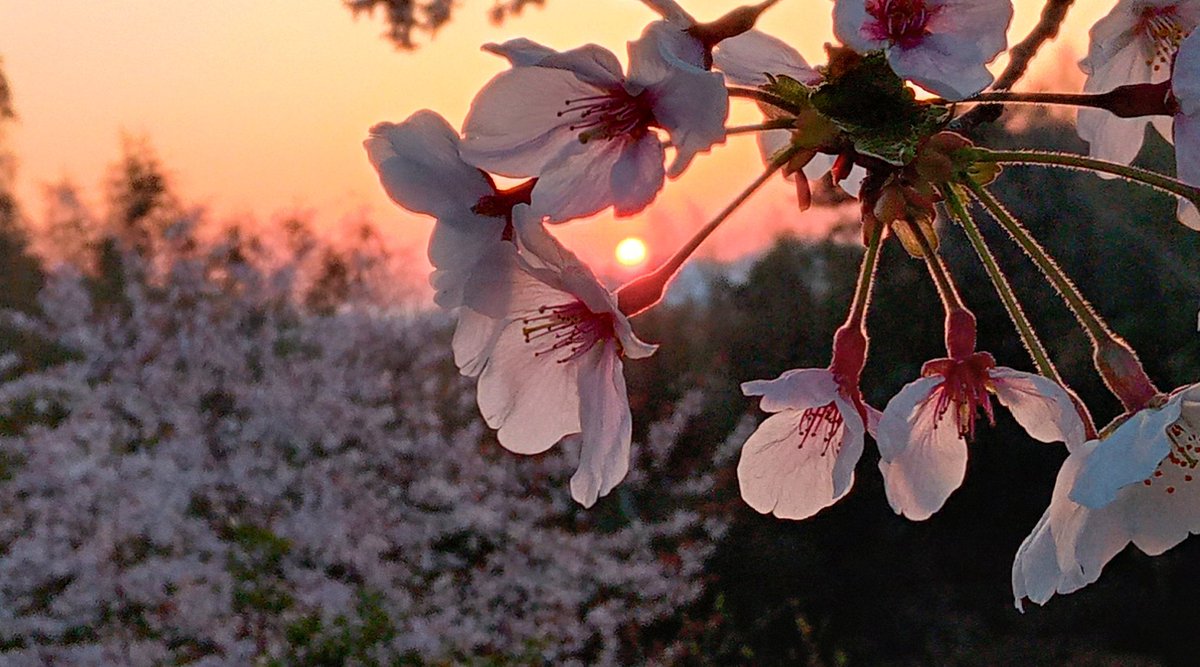 𝐺𝑜𝑜𝑑 𝑚𝑜𝑟𝑛𝑖𝑛𝑔︎ !!おはニャン😸 おはようございます🌄 気温は8℃、快晴の朝で日の出を迎え清々しい気持ちです🥰桜は満開でそろそろ見納めになりそうですね🌸皆様、素敵な週末をお過ごし下さい☺️