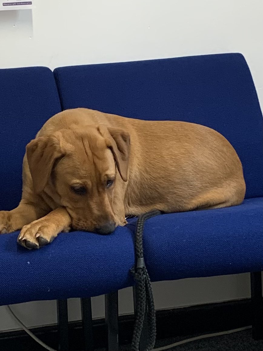 Griff_DEPUTY's tweet photo. “I loved saying hi to all the boys and girls this afternoon. Hope my kisses weren’t too wet & my paws too muddy 😘Make sure you don’t leave chocolate lying around over Easter, it’s poisonous to me” #Madyn https://t.co/POpbFmeSq2