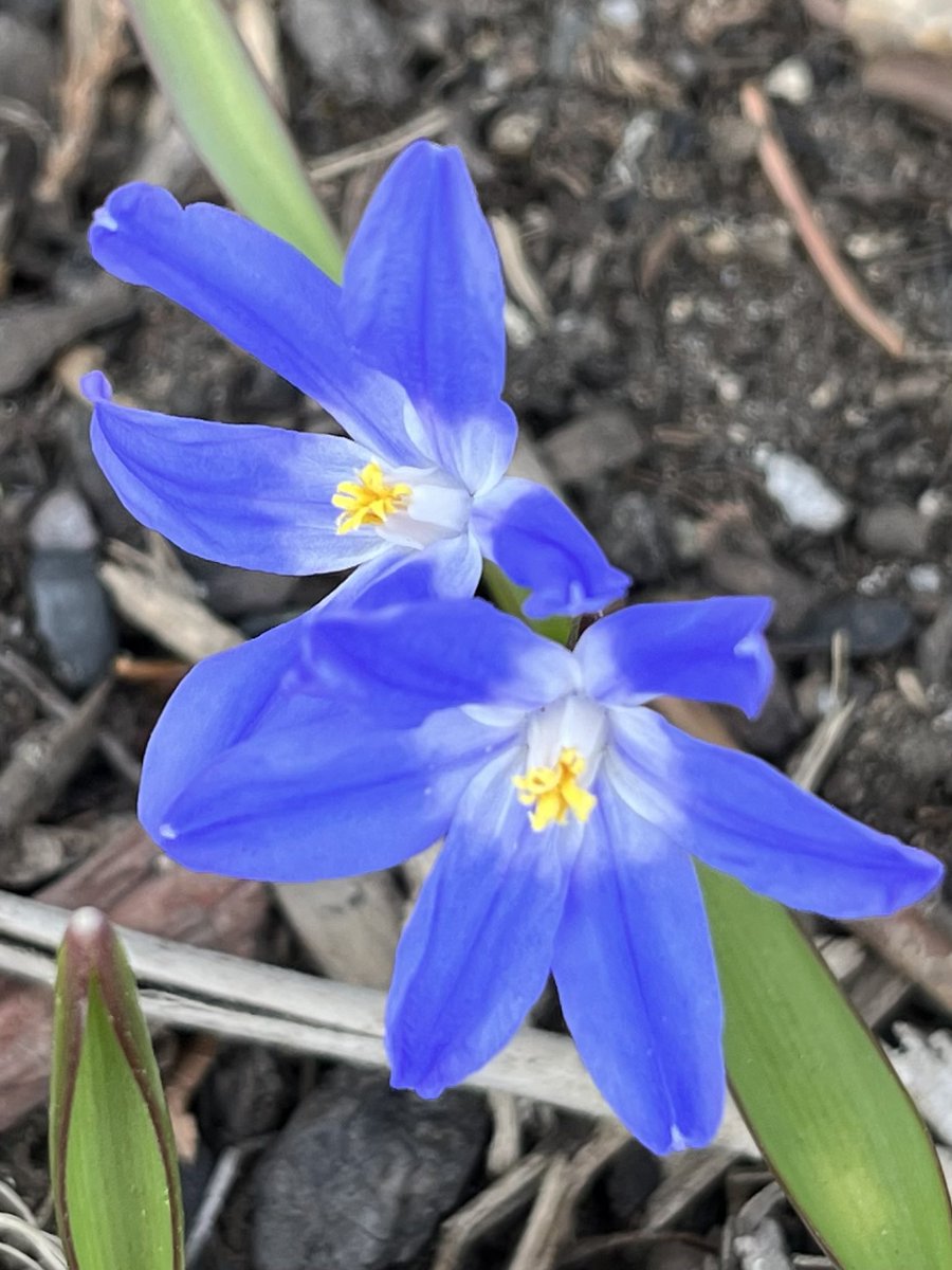plisder's tweet photo. Drove south to see some signs of spring. #marchmacrochallenge https://t.co/iJPgCHTW5e