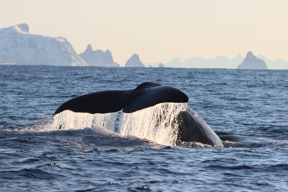 Sperm Whale Scale tweet media