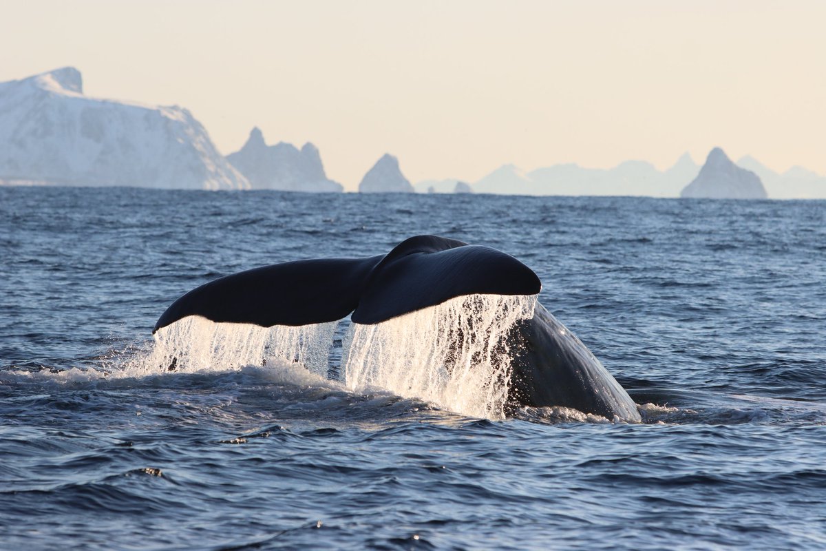 This past week has been a great one for fieldwork in the north while out with Whale2Sea / @UiTNorgesarktis. This whales fluke waterfall is only equalled by the spectacular snow covered backdrop of Andøya Island! #SpermWhaleScale #spermwhale #fieldwork #research #PhD