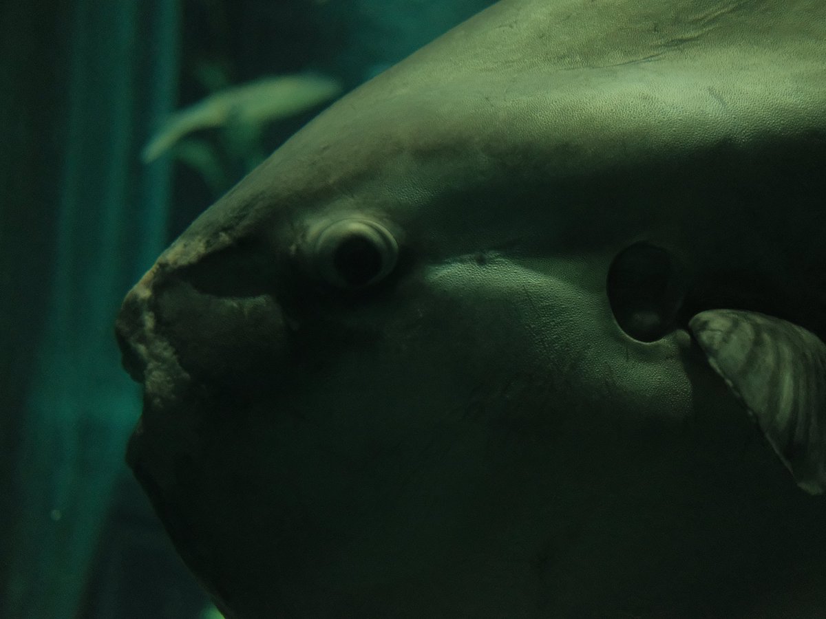 Osaka Aquarium - Sunfish

FUJIFILM XT-20
FUJIFILM XF 27mm f/2.8

#photography