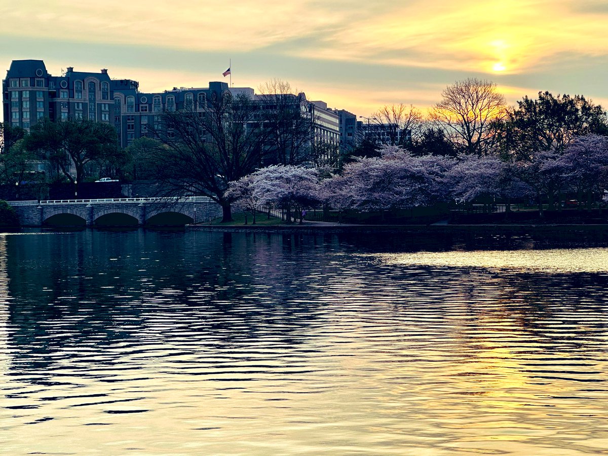 Morning beauty in #DC. ❤️ #CherryBlossom
