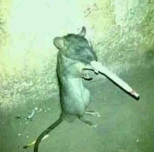 Kulsito's tweet photo. Qué chucha tanta gente corte aestetik en la U y yo full trapos tratando de resaltar mi outfit waren cigarro https://t.co/xSb7hlzQje