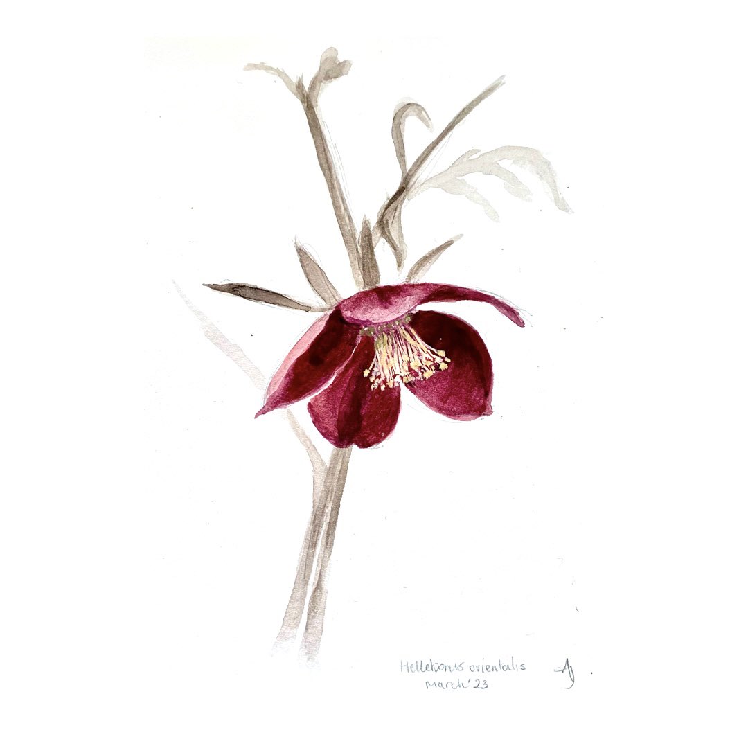 Andrea Jones (@andreajonesphot) on Twitter photo I've always loved #botanicillustration. It's been a while since I got my brushes out so badly out of practise but a joy to take time out to study such a pretty hellebore flower and get to know it intimately. Thank you <a href="/macplants/">Gavin McNaughton</a> for the beautiful #plant ! I've always loved #botanicillustration. It's been a while since I got my brushes out so badly out of practise but a joy to take time out to study such a pretty hellebore flower and get to know it intimately. Thank you <a href="/macplants/">Gavin McNaughton</a> for the beautiful #plant !