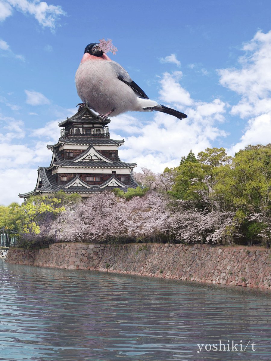 今年もオオウソが飛来しました💦
普通のウソは🌸の蕾を食べますが
オオウソは枝ごと食べます😱
#エイプリルフール #ウソ #野鳥 #野鳥撮影 #野鳥写真 #bird https://t.co/MdOX0rZF6I