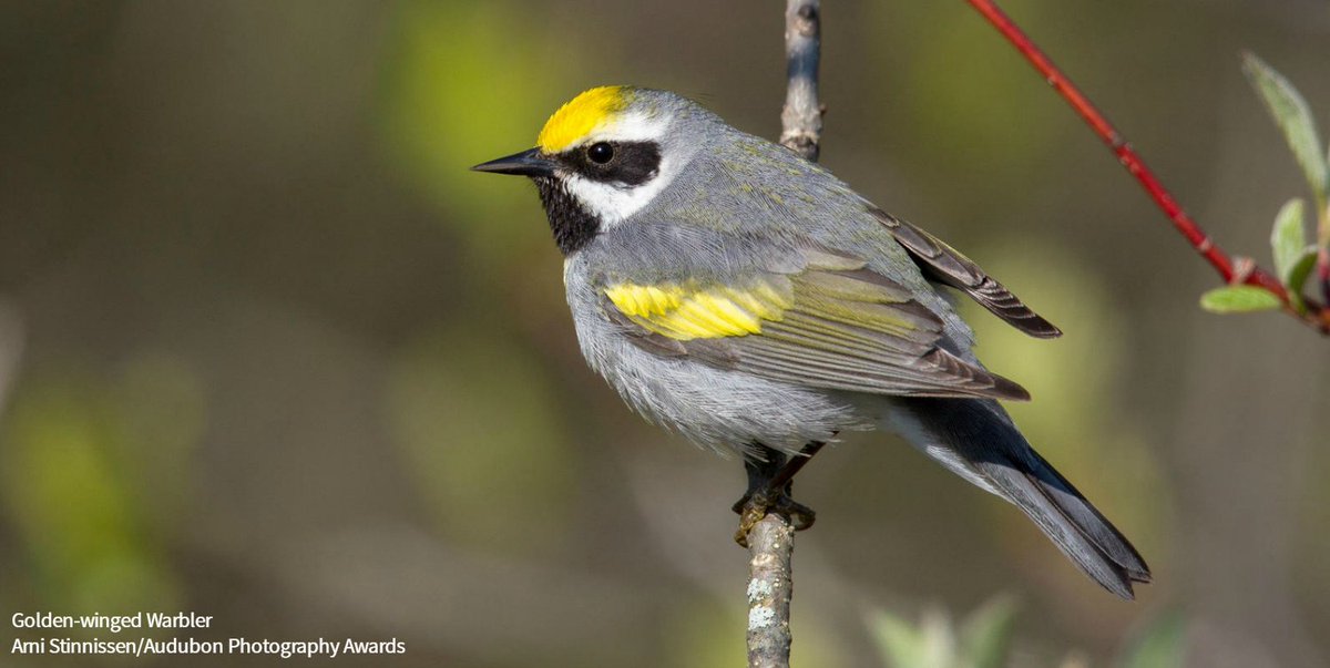The Recovering America’s Wildlife Act has been reintroduced in the U.S. Senate. This bipartisan bill will help state wildlife agencies proactively conserve vulnerable species, like the Golden-Winged Warbler and Black Tern.