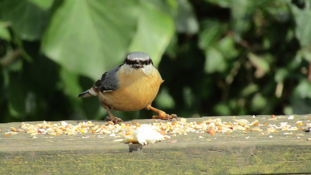 nickyperry82's tweet photo. @Britnatureguide #nuthatch
#chaffinch
#greatit
#crow
#birdsseenin2023
Taken at #cosmeston
#wales
# https://t.co/KjZDPwzLdb