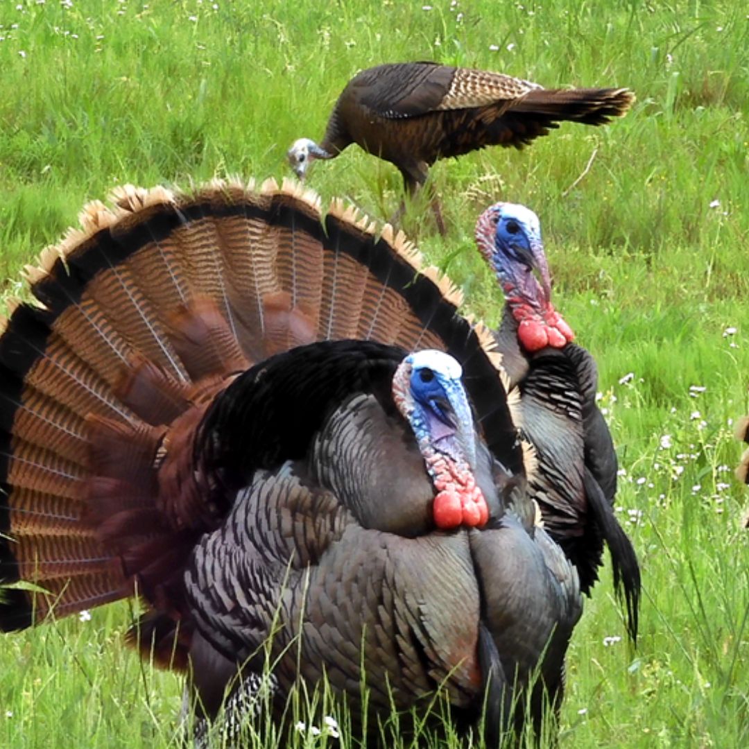 Youth Turkey Quota hunts are starting this weekend, April 1-2 and April 8-9. Visitors should use caution, stay on trails, roadways and don't go around barricades. For information about turkey hunting at LBL visit landbetweenthelakes.us/hunting. For alerts visit landbetweenthelakes.us/alerts