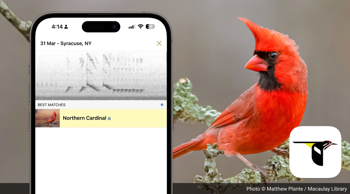 You've all identified 615,986 Northern Cardinals this week with Sound ID! 🦆🦉What are you hoping to discover this weekend with Merlin? 🦃🐦‍ Get Merlin for free to discover the birds singing around you at merlinbirdid.page.link/sound-id #birding #merlin #soundid #whatbird