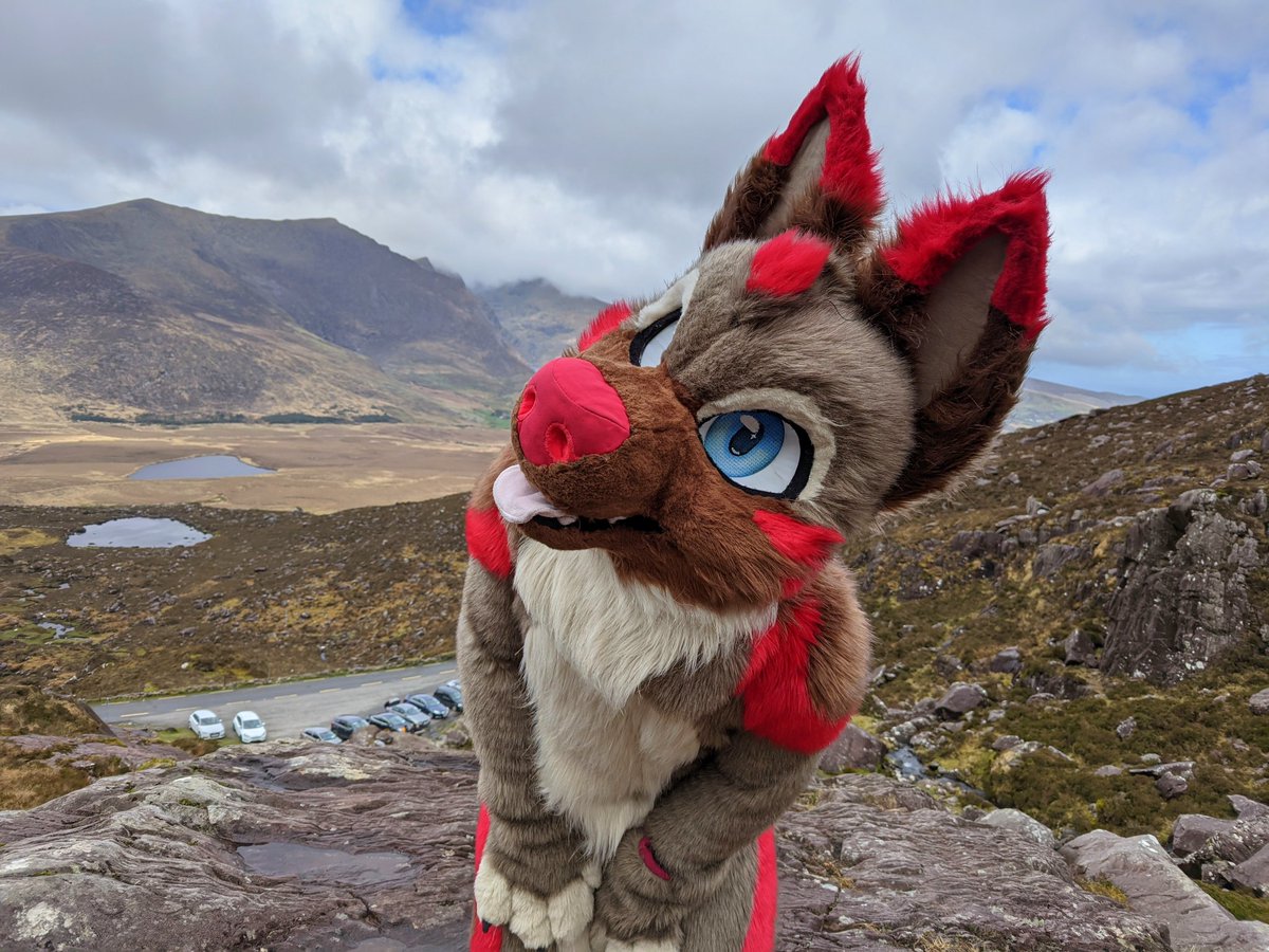 Spicey Shepherd tweet media