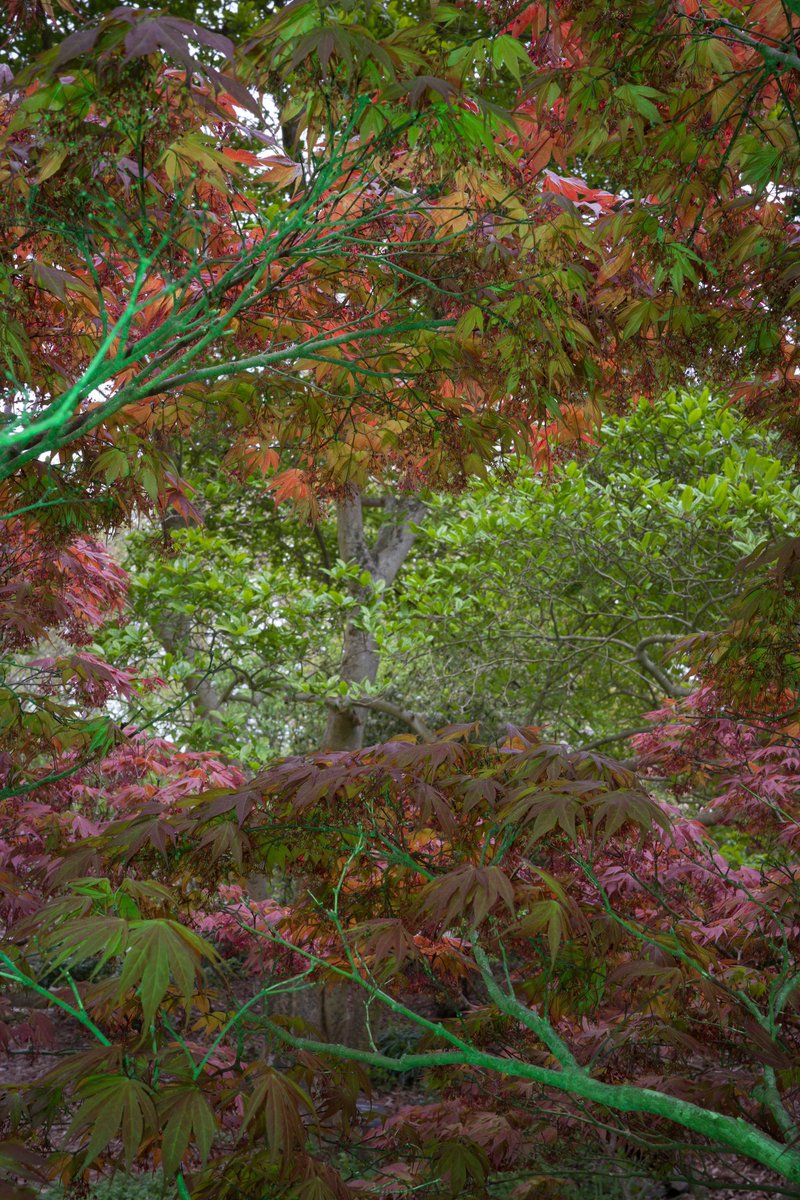 RichVoltz's tweet photo. Y’all ever been to the disco woods https://t.co/MgHVNvFGTZ