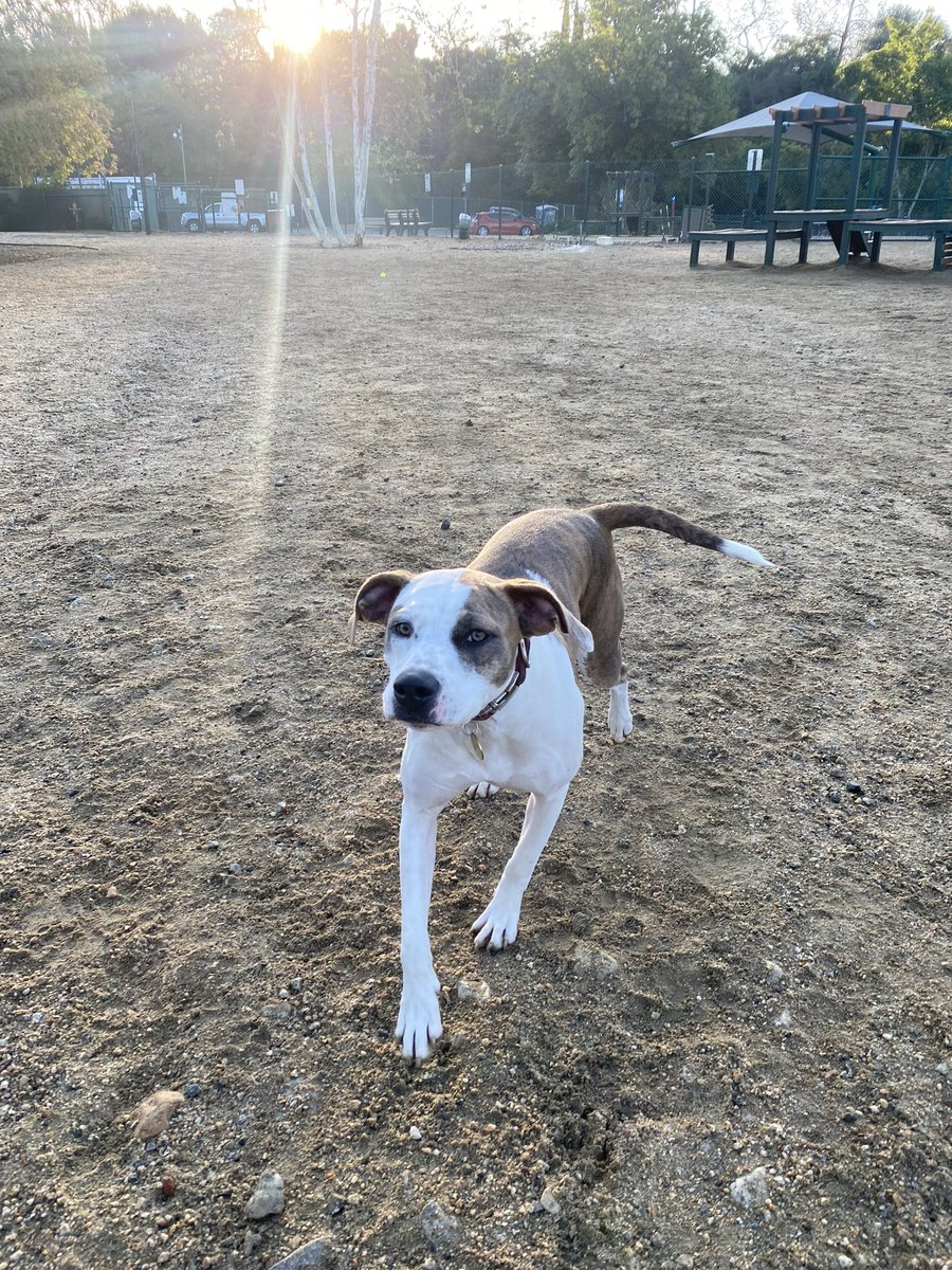 @thespybrief Every day, the first thing we do is DOGPARK! #Suki #HappyFriday