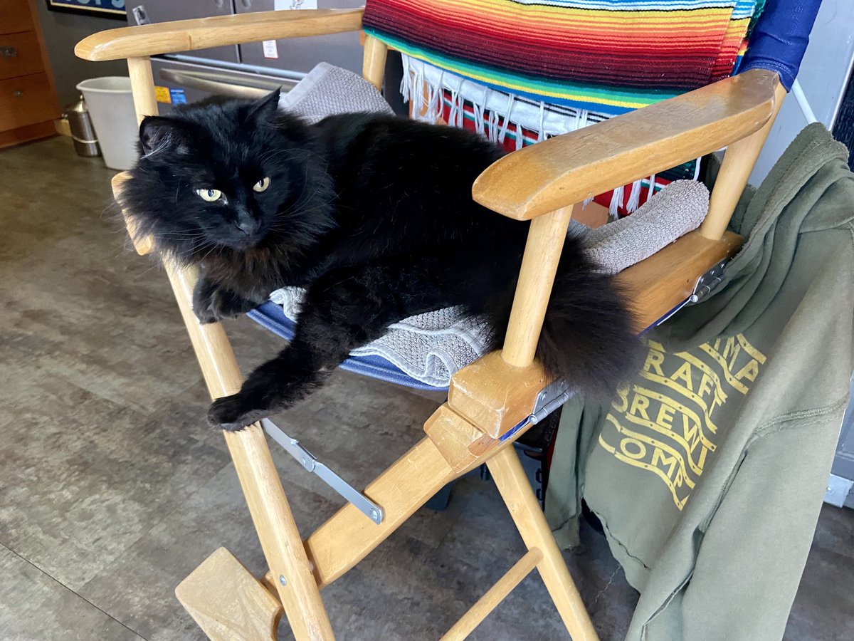 jeffrey_ventre's tweet image. Billy - when there’s another critter outside the #cat door #OnAlert #cats