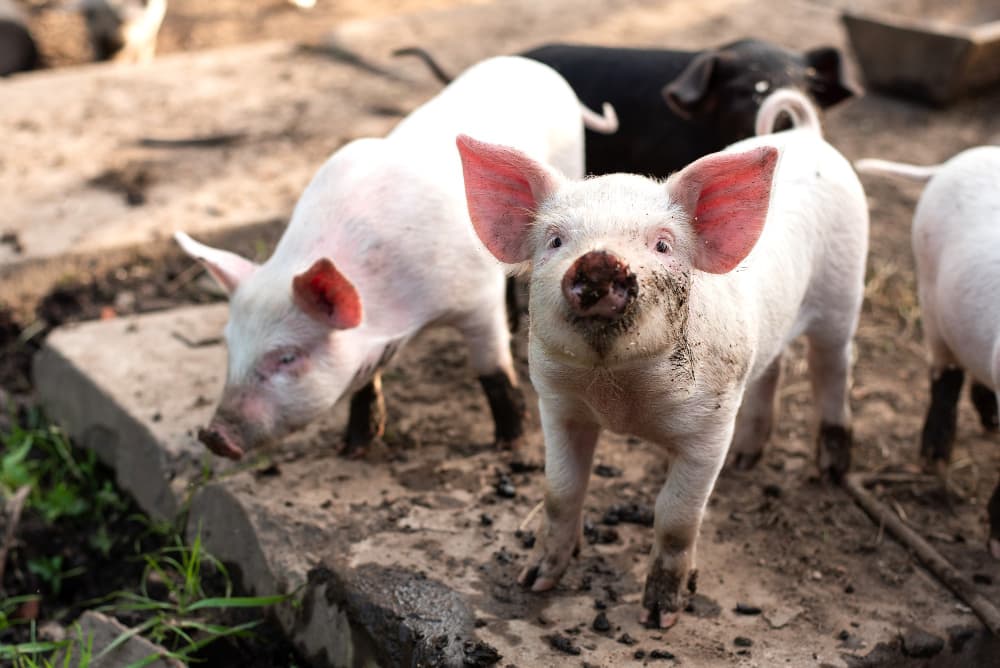 ¿Sabías que las granjas porcinas se han convertido en empresas bastante complejas en las últimas décadas? Descubre cómo un veterinario encontró su pasión por la investigación en cerdos y cómo ha evolucionado la industria porcina. #InvestigaciónDeCerdos #VeterinariaPorcina