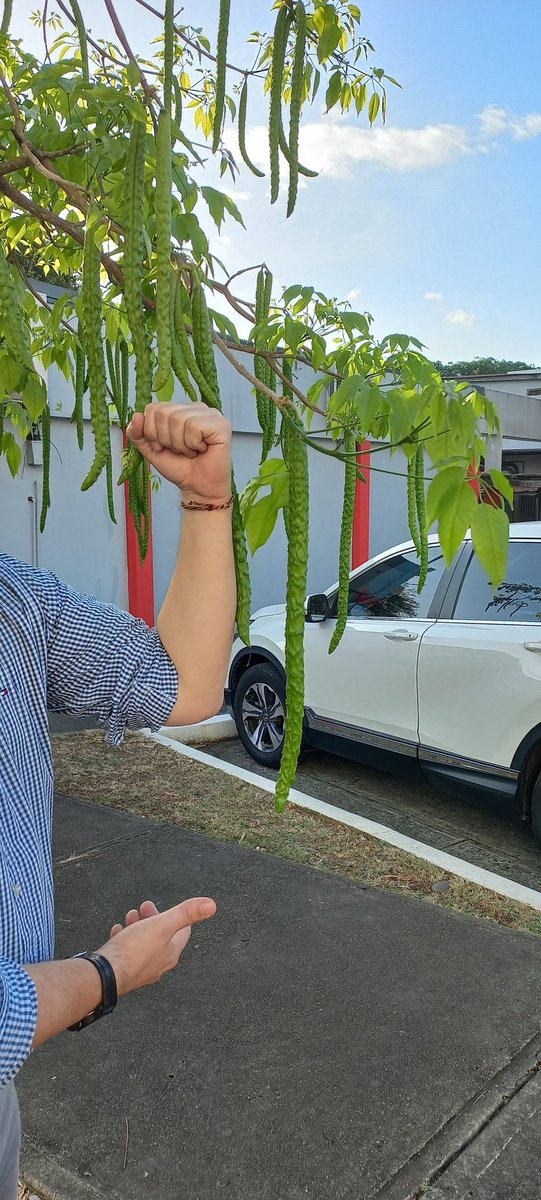 alchawar's tweet photo. Este año los frutos de nuestros #Guayacanes  se ven fuertes y saludables. En pocos días las semillas estarán maduras y listas para generar nuevos y majestuosos arboles.  Pásate por la #UP_PMA, collecta las tuyas y siembralas allá donde vayas. #FarbenSindAlleFuerSieDa https://t.co/pCIglqwPd9
