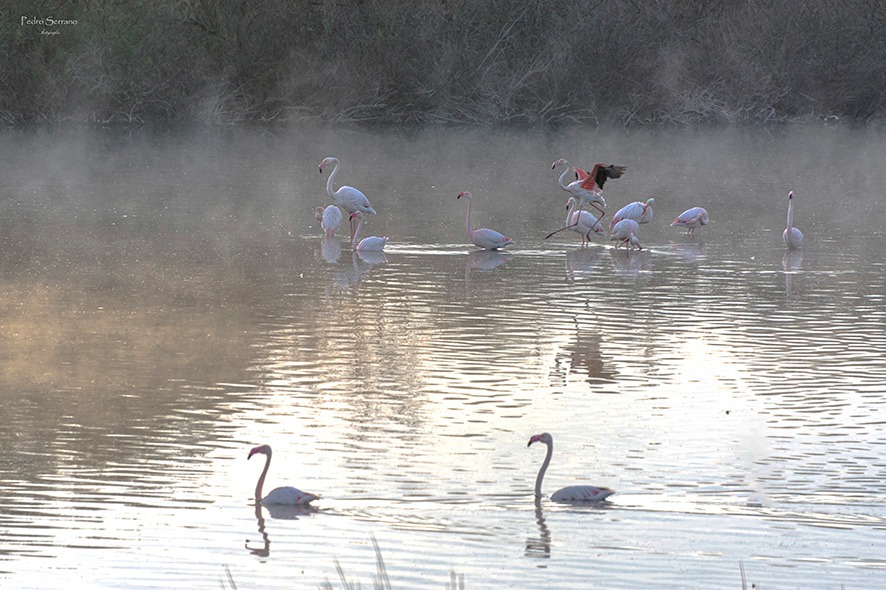 Pedro_Serrano_'s tweet image. #lagunaDeFuenteDePiedra #FuenteDePiedra @visitasfpiedra
