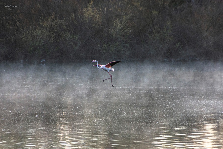 Pedro_Serrano_'s tweet image. #lagunaDeFuenteDePiedra #FuenteDePiedra @visitasfpiedra