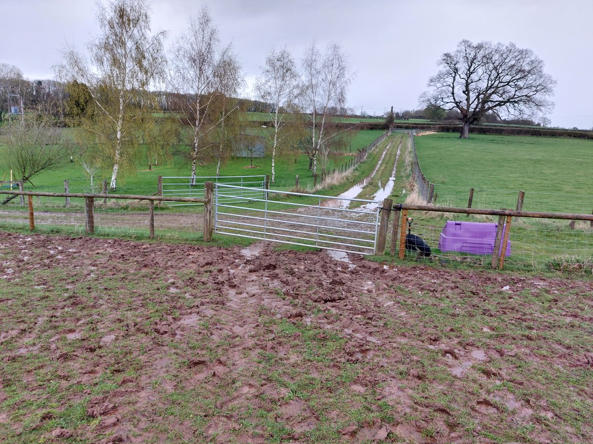 SmallholdingH's tweet photo. Parts of the winter paddock at the #smallholdingdream resemble the Somme after today's rain from #StormMathis
You know it's heavy rain when it's loud enough to hear with headphones on! ☔️💦💧 https://t.co/qZphXdkc54