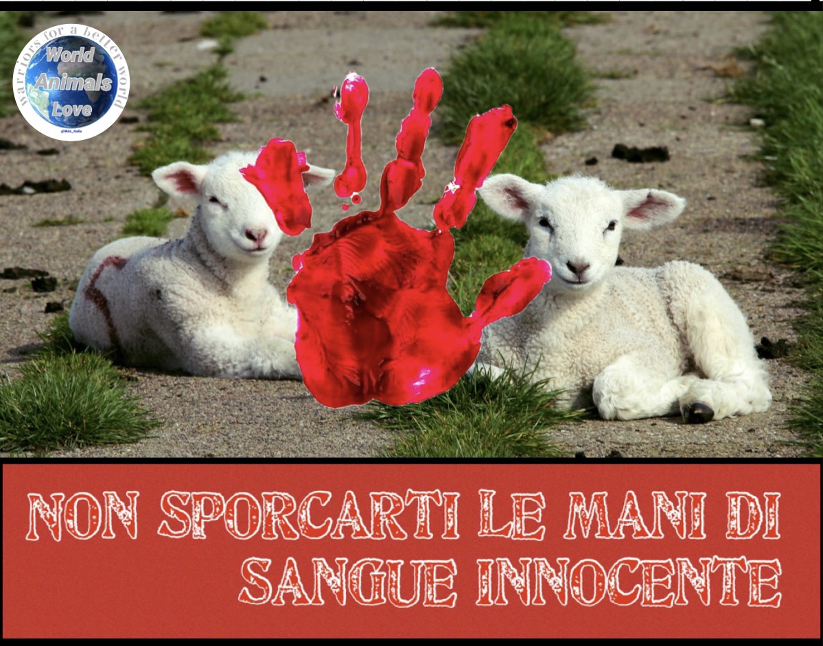 Il sacrificio degli agnelli a Pasqua è lo specchio di una società malata e senza valore!